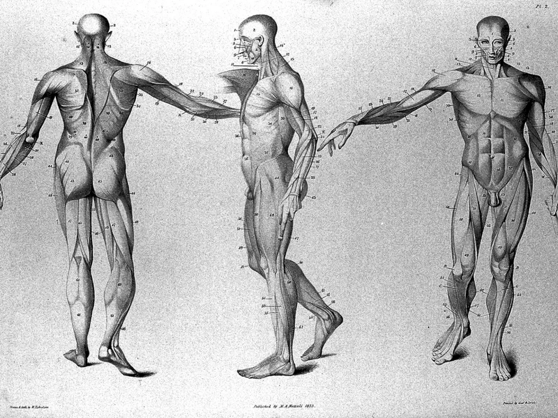 1755-John Flaxman - Tre figure anatomiche che mostrano i muscoli umani